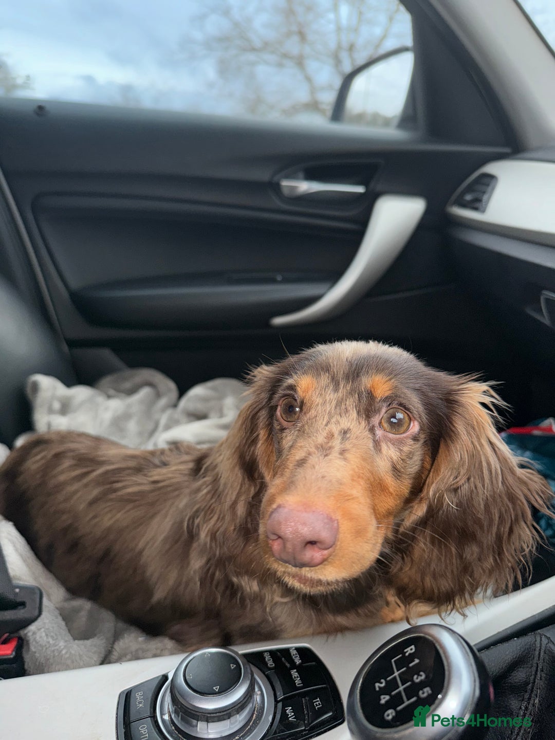 Miniature Dachshund dogs for sale: KC REGISTERED LH MIN DASH🐶 - Advert 2