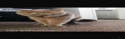 British Shorthair cats for stud: British shorthair  - Advert 16