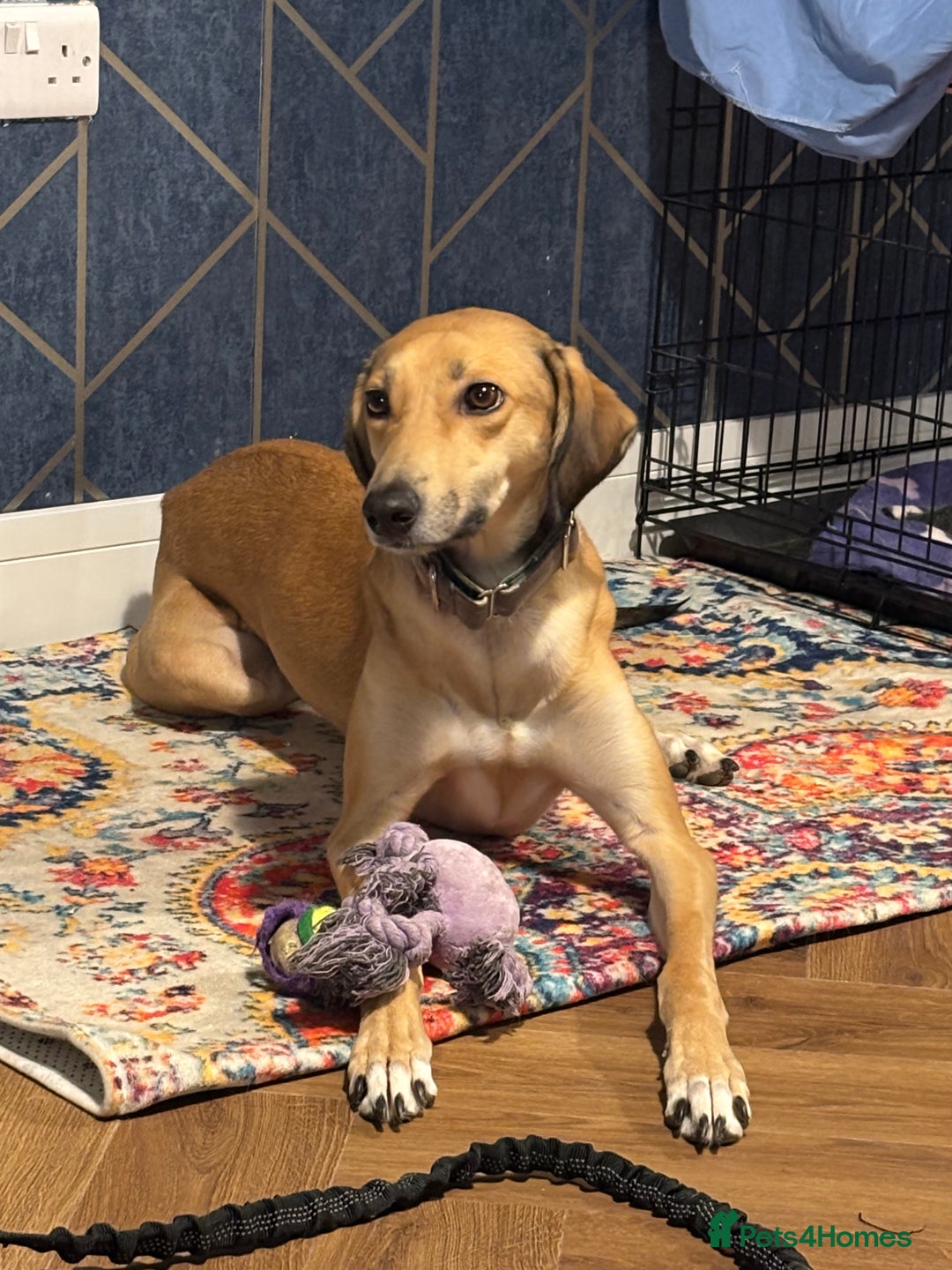 Mixed Breed dogs for sale: Beautiful saluki x greyhound for adoption - Image 15