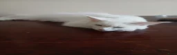 Maine Coon cats for sale: Maine Coon Kittens for Sale - Advert 7