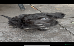 German Shepherd dogs for sale: German Shepherd Cross Dutch shepherd Puppy  - Image 3