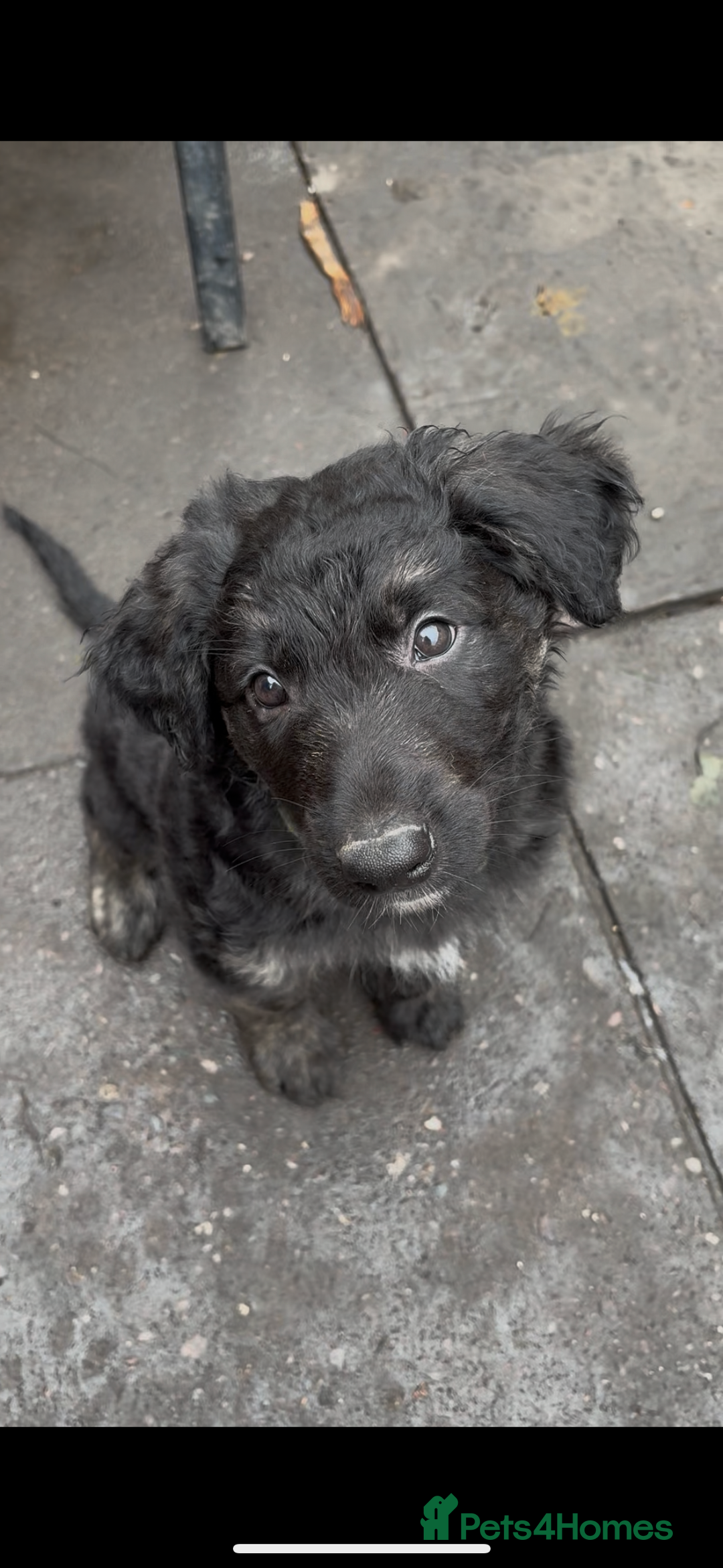 German Shepherd dogs for sale: German Shepherd Cross Dutch shepherd Puppy  - Image 3