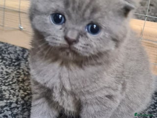 Scottish Fold cats for sale: Scottish Fold/British Shorthair Kittens - Advert 2