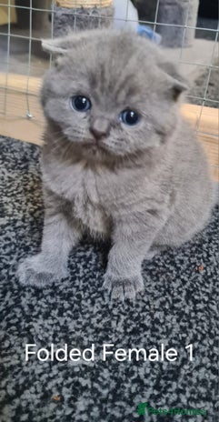 Scottish Fold cats Scottish Fold/British Shorthair Kittens - Advert 2