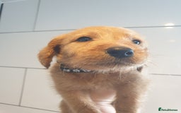 Labradoodle dogs for sale: ONLY 4 GIRLS LEFT F1 miniature labradoodles - Image 23