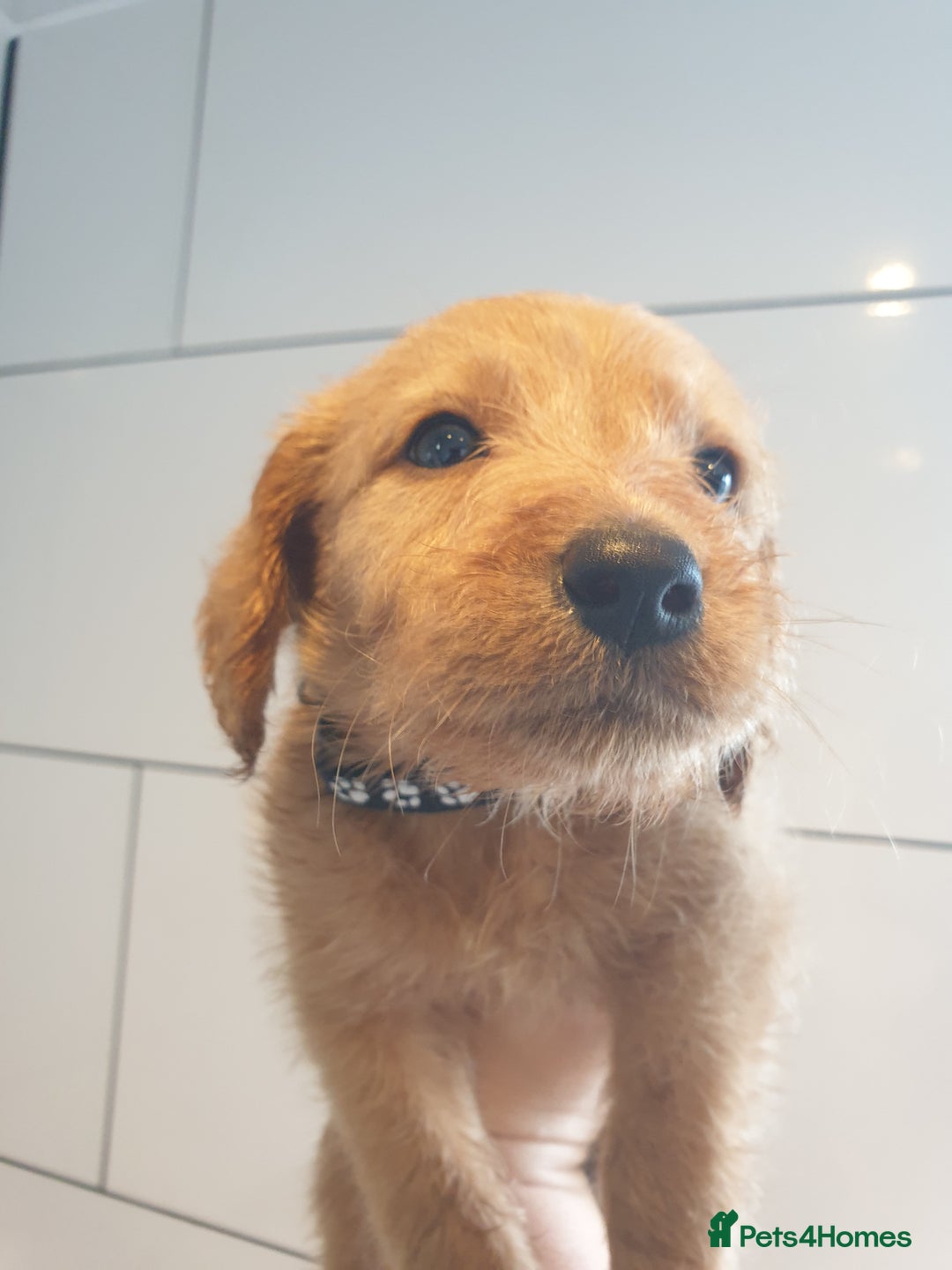 Labradoodle dogs for sale: ONLY 4 GIRLS LEFT F1 miniature labradoodles - Image 23