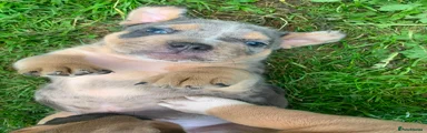 Mixed Breed 3