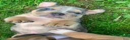 Mixed Breed dogs for sale: 4 left from 8 - Advert 8