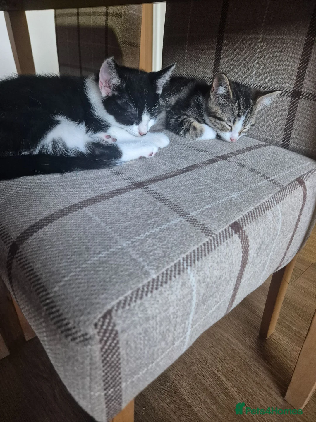 Mixed Breed cats for sale: Kittens for sale - Advert 2