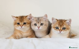 British Shorthair cats for sale: Ready now gorgeus Golden British SH male kitten - Image 12