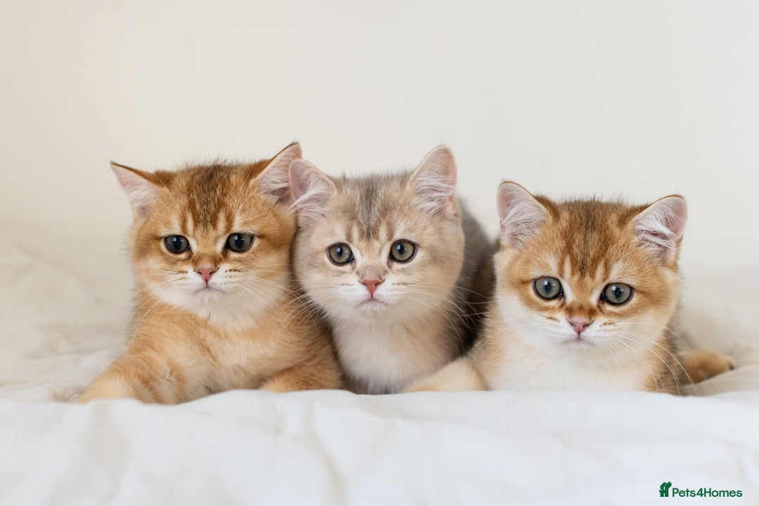 British Shorthair cats for sale: Ready now gorgeus Golden British SH male kitten - Image 12