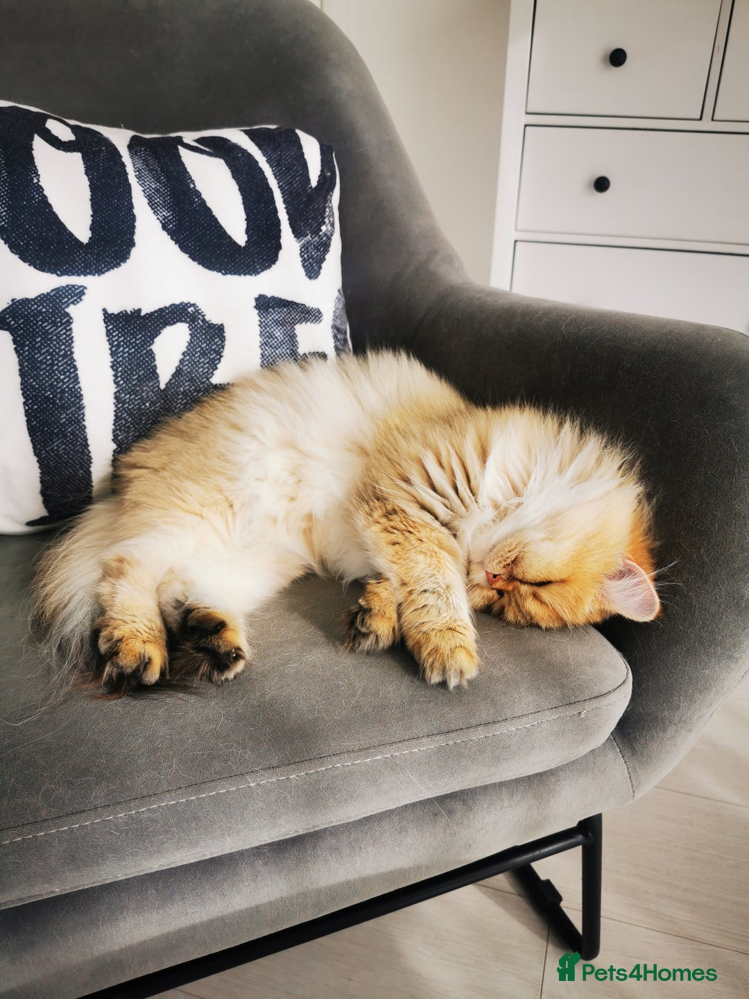 British Longhair cats for sale: Beautiful British Longhair - Image 9