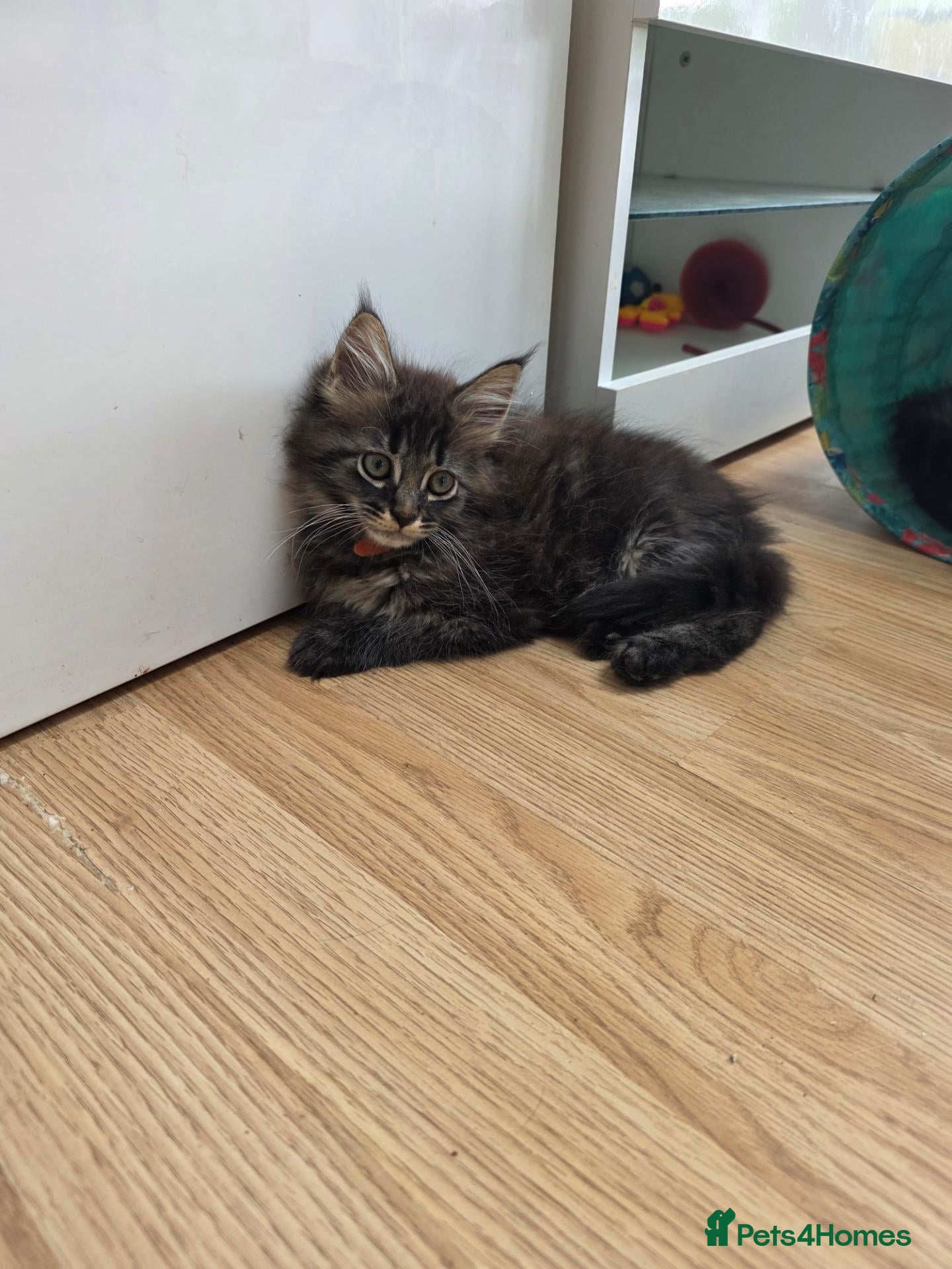 Maine Coon cats Pure breed Maine coons kittens 1g and 3boys - Advert 2