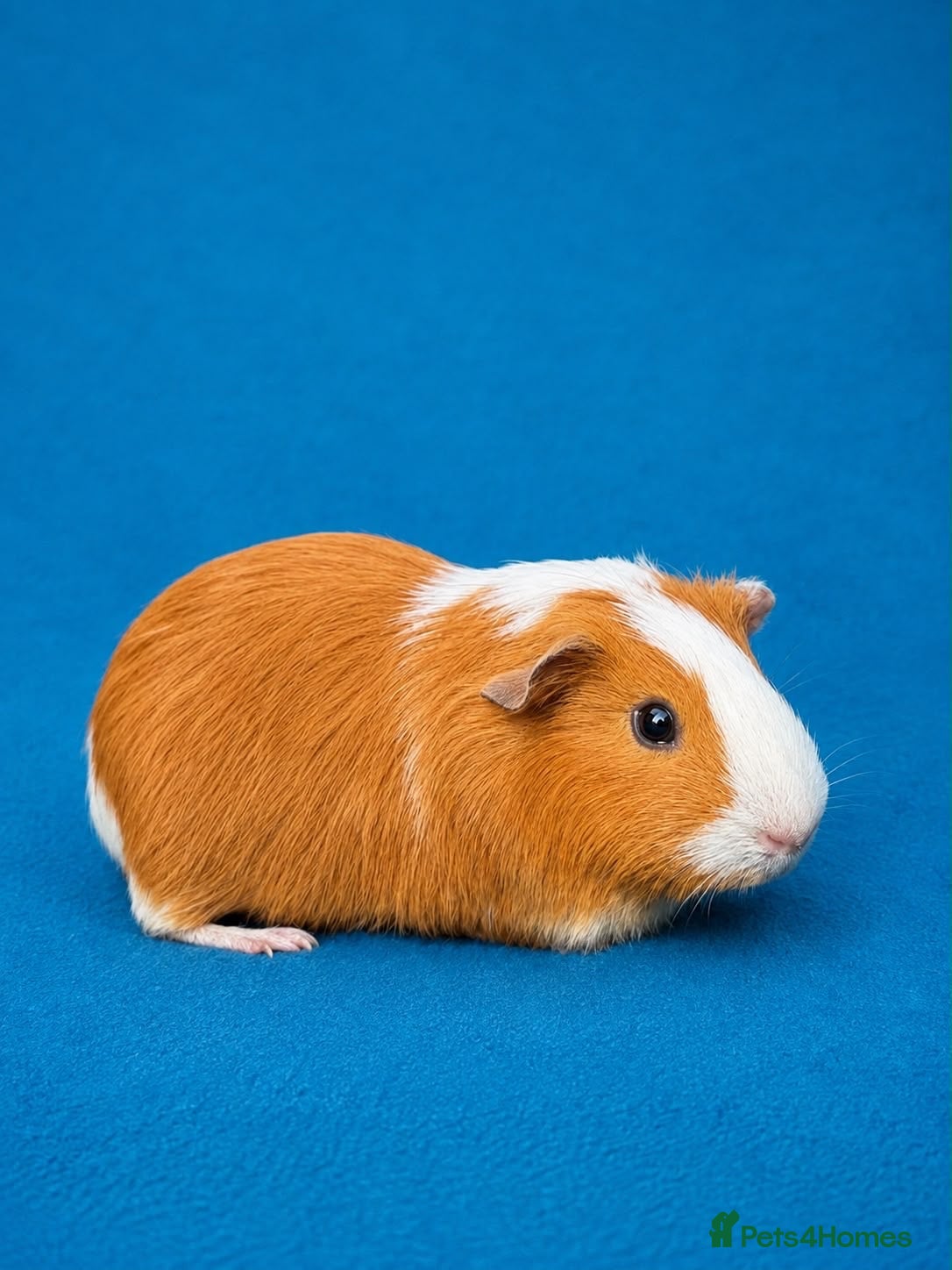 Guinea Pig rodents Beautiful Guinea Pig boars available  - Advert 2