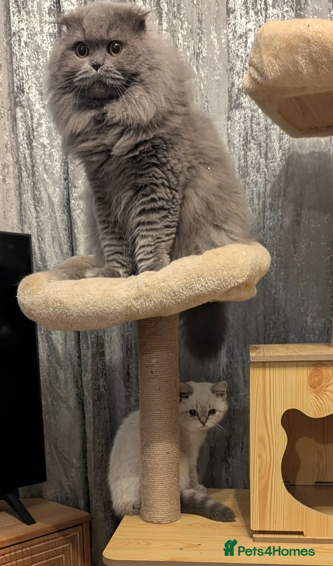 Scottish Fold cats for sale: Long Hair Scottish Fold Male Very affectionate  - Advert 2