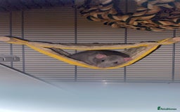 Rat rodents for sale: 2 rats for sale that need a home. - Image 2