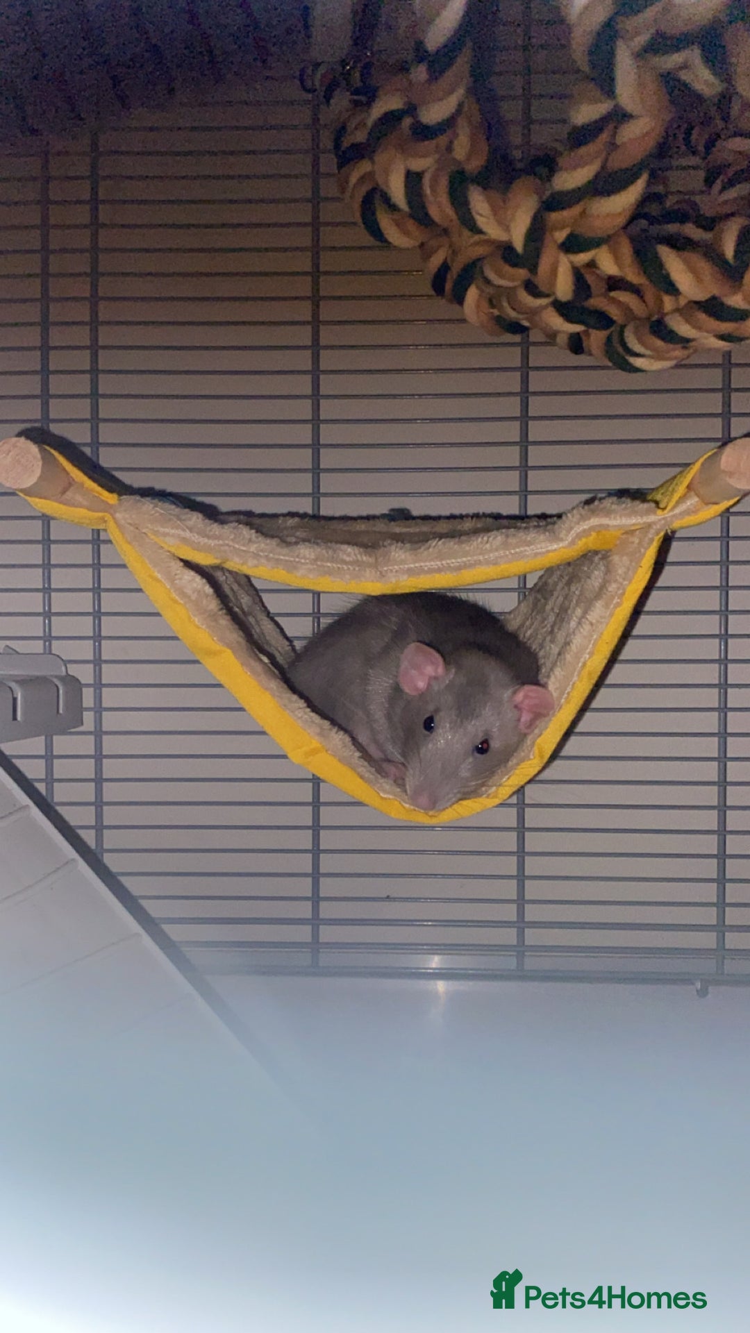 Rat rodents for sale: 2 rats for sale that need a home. - Image 2
