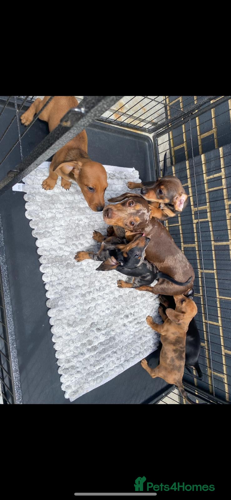 Miniature Dachshund dogs Dachshund puppies  - Advert 2