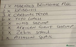 Tetras fish for sale: Fish and full set up - Image 7