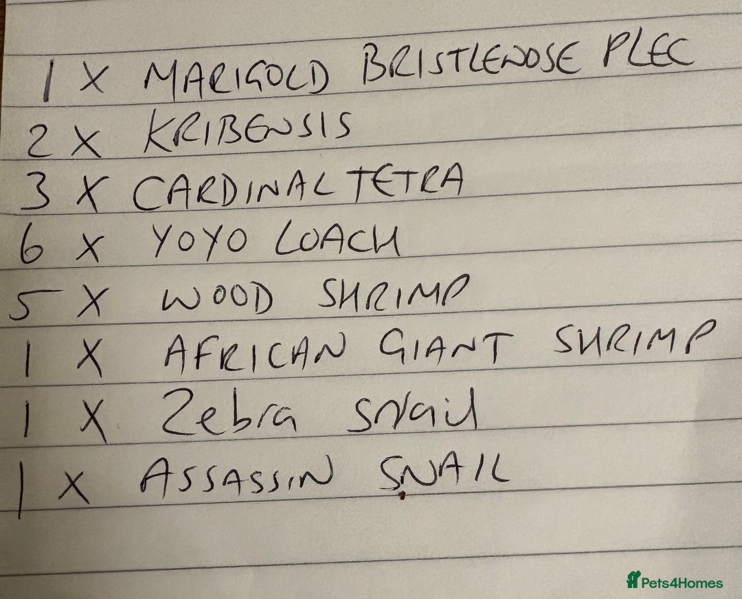 Tetras fish for sale: Fish and full set up - Image 7