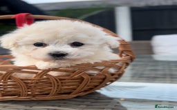 Bichon Frise dogs for sale: Beautiful Bichon Frise only 1 available  - Image 15