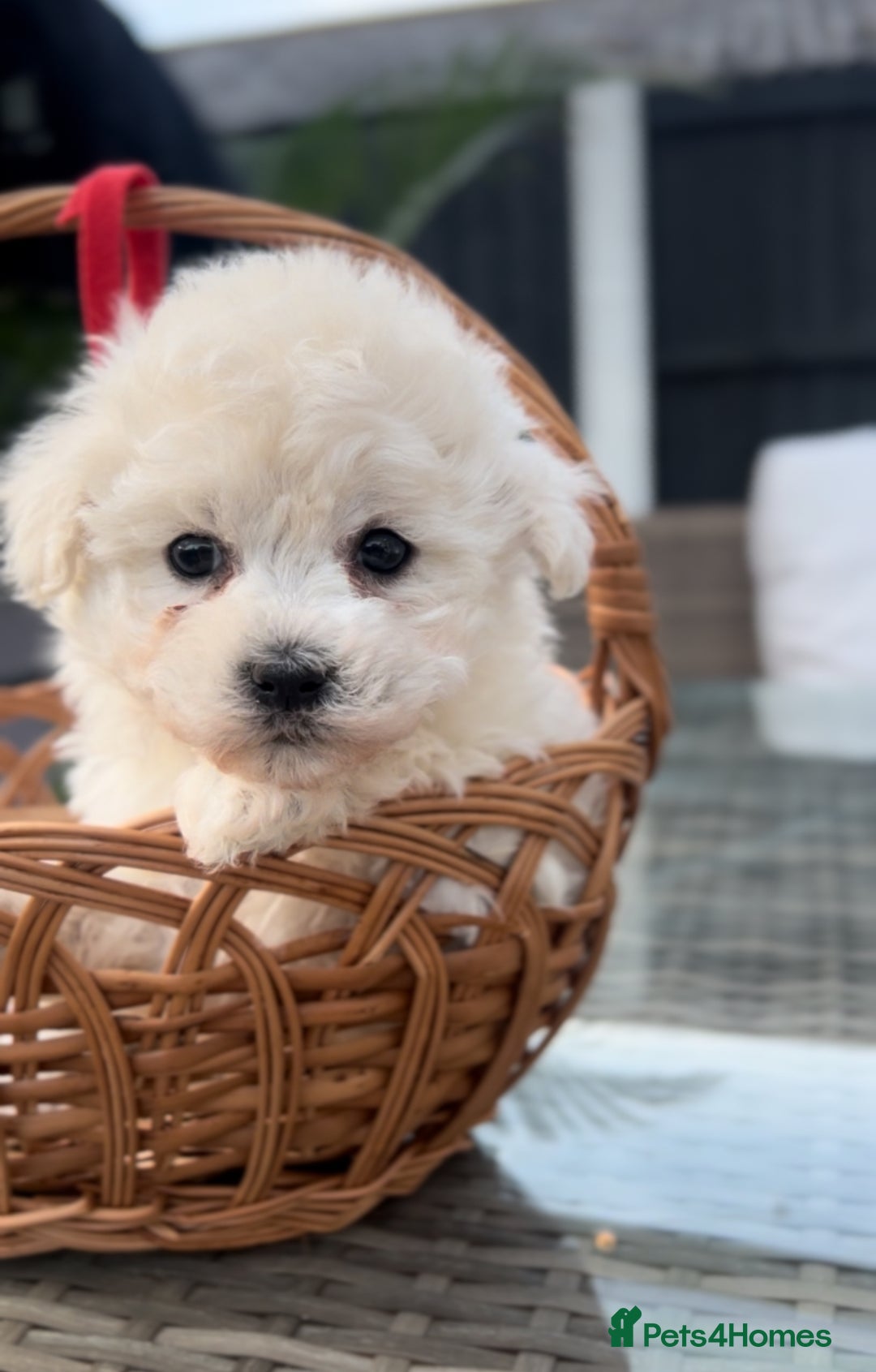 Bichon Frise dogs for sale: Beautiful Bichon Frise only 1 available  - Image 15