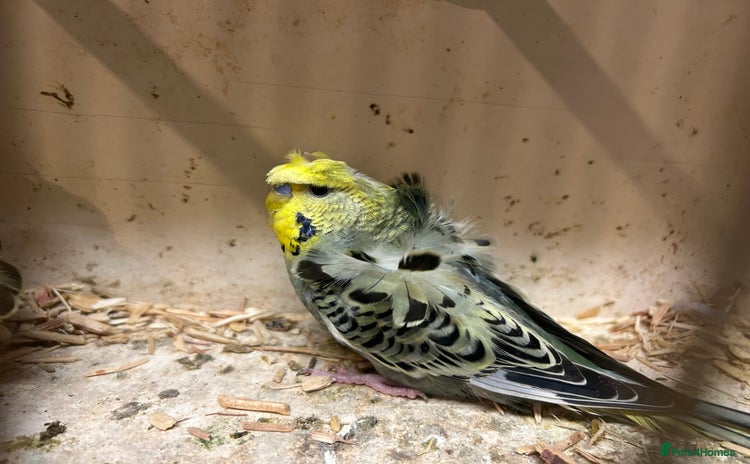 Budgerigars birds - Advert 5