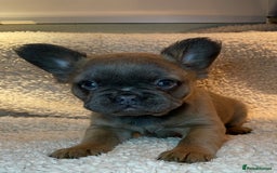 French Bulldog dogs for sale: Beautiful Fluffy Frenchie Pups - Advert 30