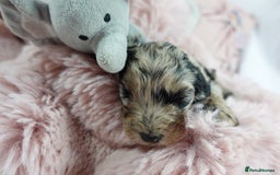 Sheepadoodle dogs for sale: Mini Sheepadoodle the wait is over!  - Image 20
