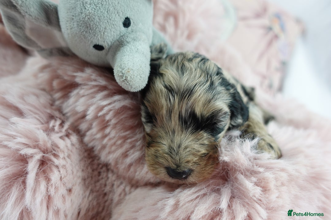 Sheepadoodle dogs for sale: Mini Sheepadoodle the wait is over!  - Image 20