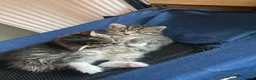 Mixed Breed cats for sale: 4 playful mixed kittens looking for forever homes - Advert 6