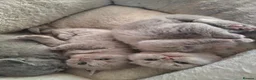 British Shorthair cats for sale: Pure british short hairs - Advert 2