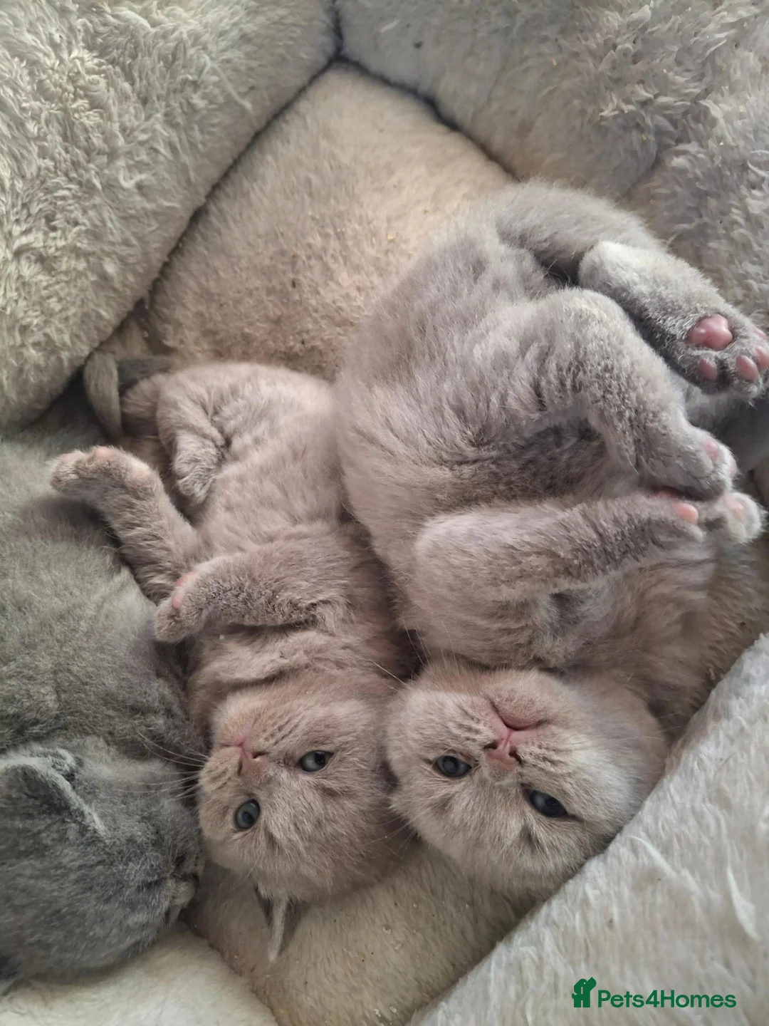 British Shorthair cats for sale: Pure british short hairs - Advert 2