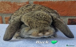 French Lop rabbits for sale: Beautiful French Lops - Image 7
