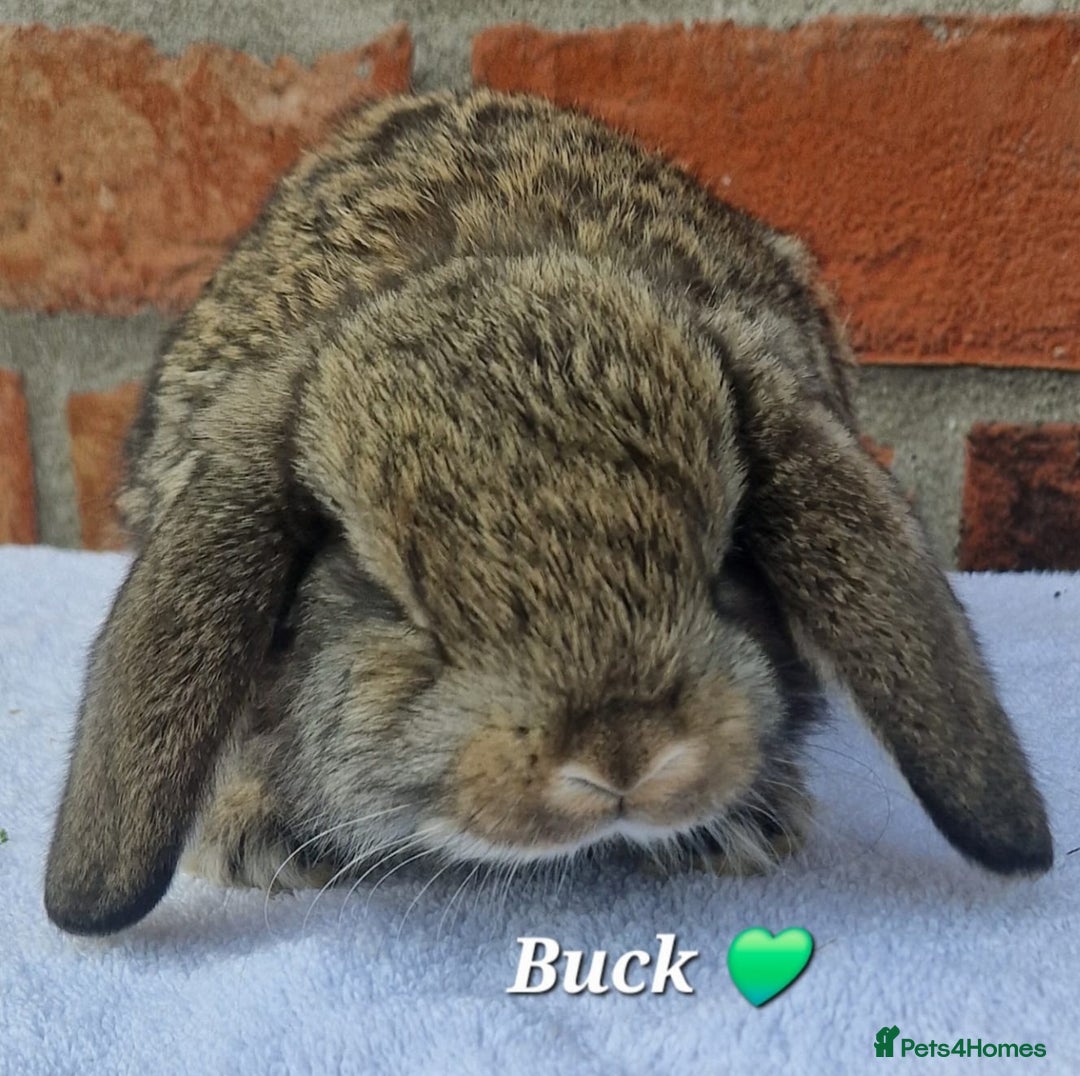 French Lop rabbits for sale: Beautiful French Lops - Image 7