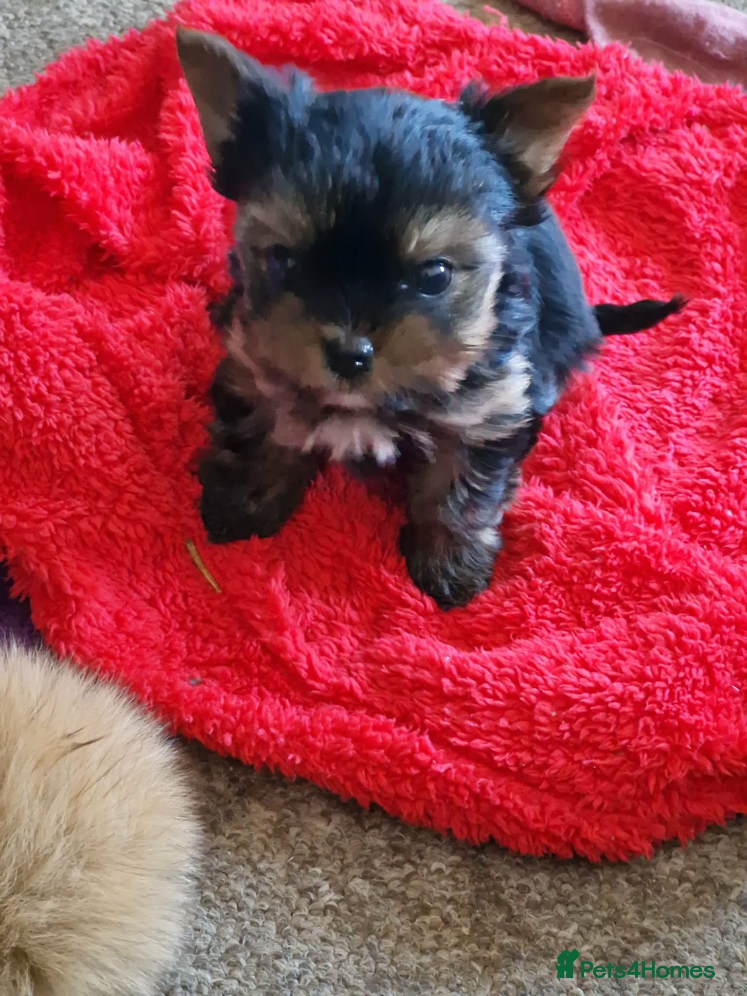 Yorkshire Terrier dogs Gorgeous Yorkshire Terrier Puppies Ready to go! 🐾 - Advert 1