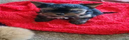 Yorkshire Terrier dogs for sale: Gorgeous Yorkshire Terrier Puppies Ready to go! 🐾 - Advert 1