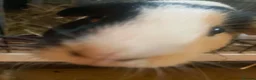 Guinea Pig rodents for sale: 2 Cute Female Guinea Pigs in London - Advert 8