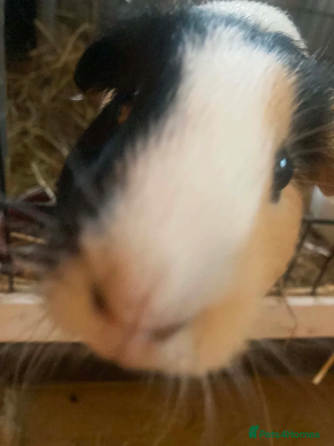 Guinea Pig rodents for sale: 2 Cute Female Guinea Pigs in London - Advert 8