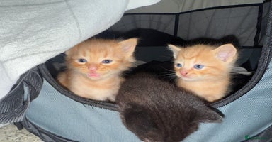 Domestic Shorthair cats - Advert 3