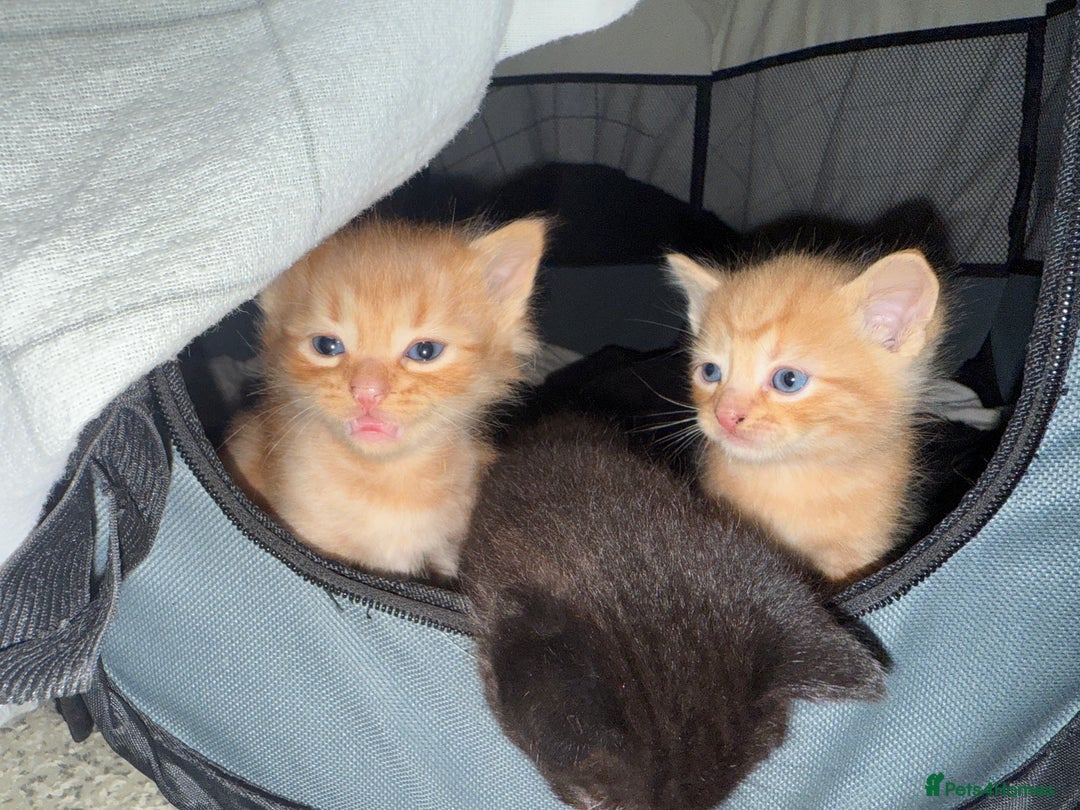 Domestic Shorthair cats for sale: Tortoise Shell X British Longhaired Kittens  - Image 2