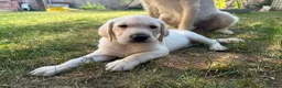 Mixed Breed dogs for sale: Male Pointador X Labrador puppy. - Advert 5