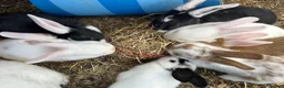 Mixed Breed rabbits for sale: Mixed lop ready to go  - Advert 11