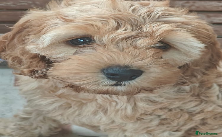 Cockapoo dogs - Advert 1