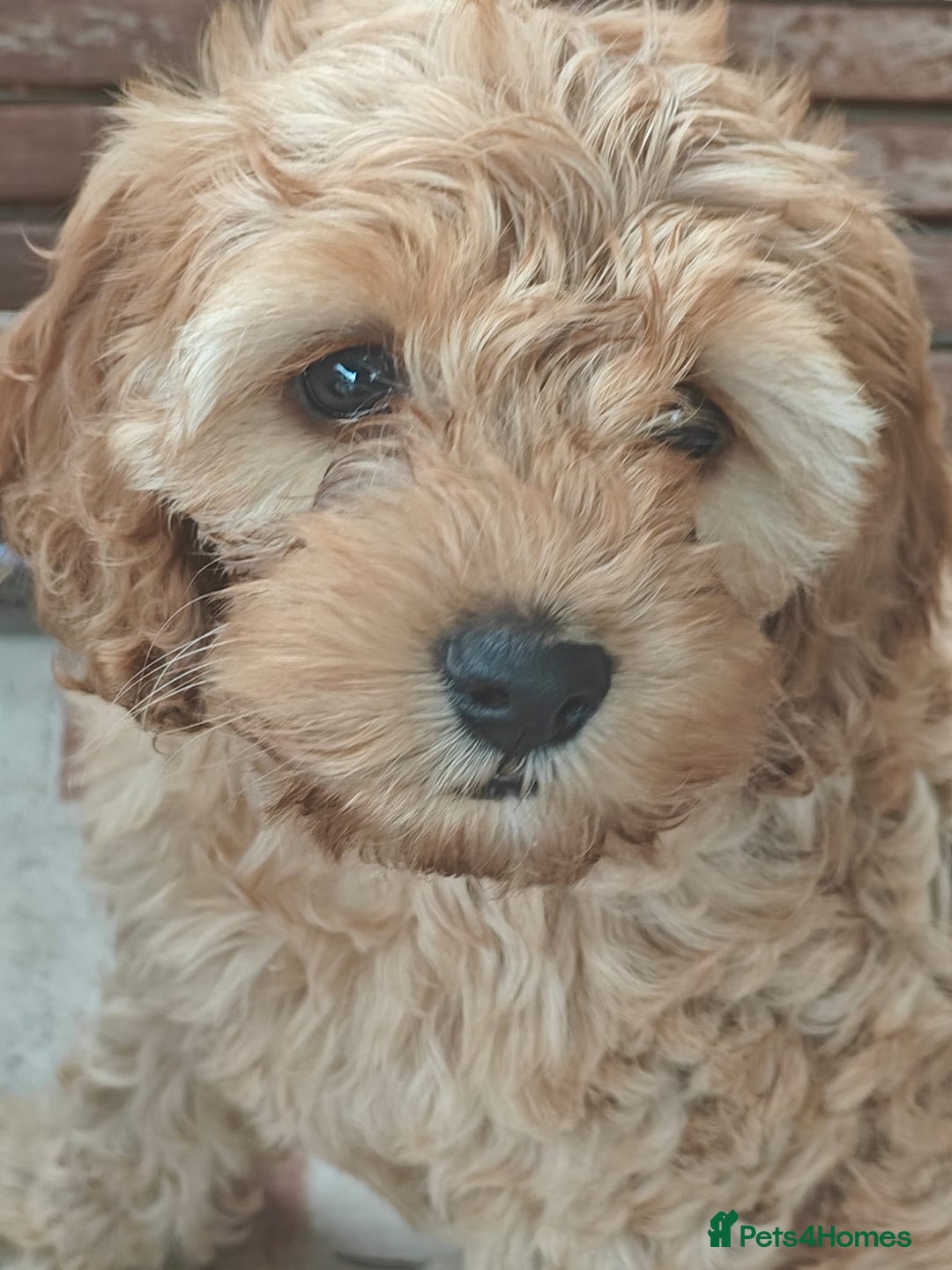 Cockapoo dogs for sale: Cockapoo for sale  - Image 1