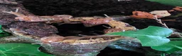 Snails invertebrates for sale: Giant african land snails - Advert 4