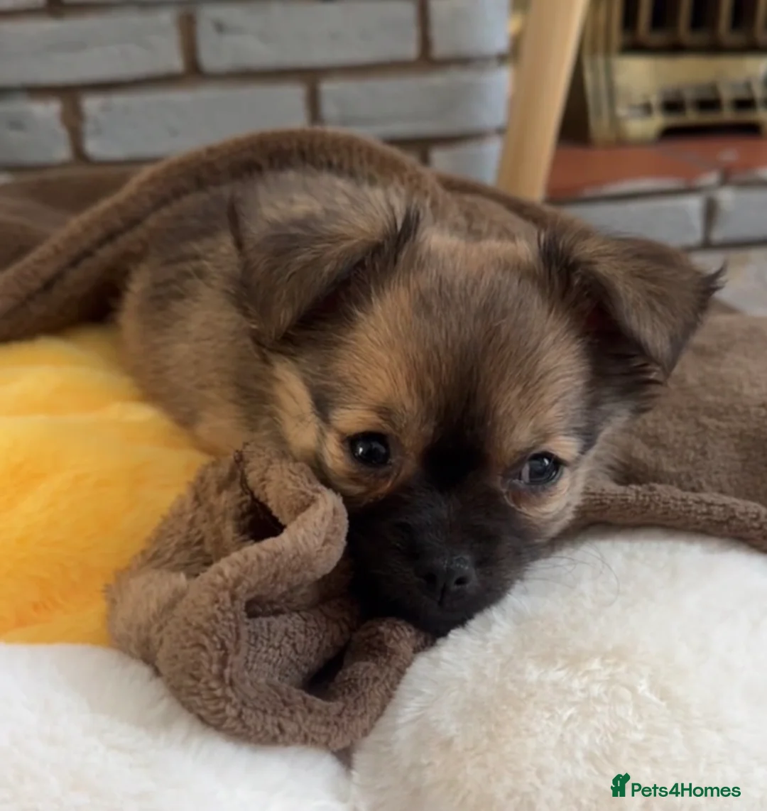 Pomchi dogs for sale: Pomchi girl - Advert 2