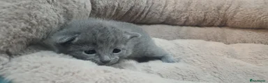 Russian Blue Kitten 5 - RESERVED 