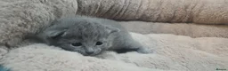 Russian Blue cats for sale: 🐾 Beautiful Russian Blue Kittens for Sale 🐾 - Advert 19