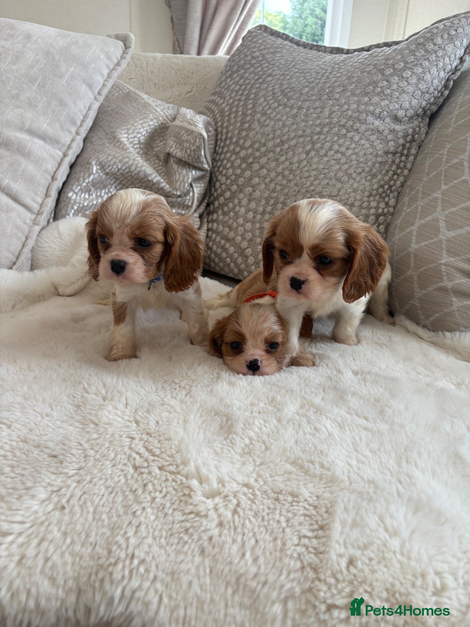 Cavalier King Charles Spaniel dogs Cavalier King Charles pups - Advert 1
